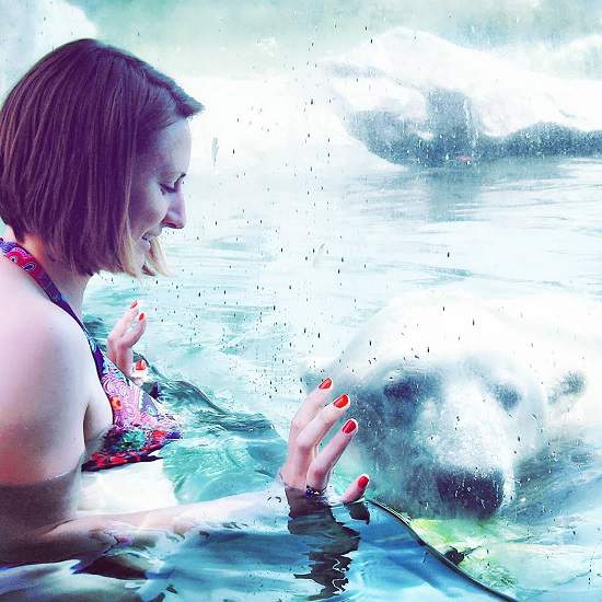 جاذبه گردشگری تورنتو | شنا در استخر خرس های قطبی